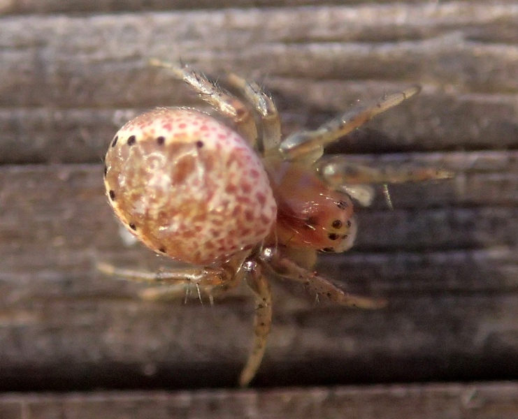 Araniella cf. displicata